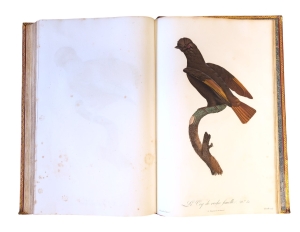 Los 372 - Levaillant, François - Histoire naturelle des oiseaux. Paris 1801-1818 - 20 - thumb