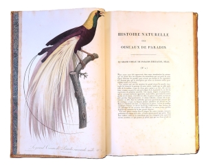 Los 372 - Levaillant, François - Histoire naturelle des oiseaux. Paris 1801-1818 - 21 - thumb