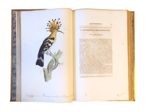 Los 372 - Levaillant, François - Histoire naturelle des oiseaux. Paris 1801-1818 - 22 - thumb