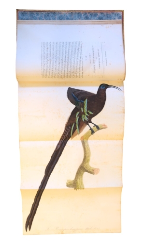 Los 372 - Levaillant, François - Histoire naturelle des oiseaux. Paris 1801-1818 - 24 - thumb