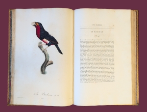 Los 372 - Levaillant, François - Histoire naturelle des oiseaux. Paris 1801-1818 - 26 - thumb
