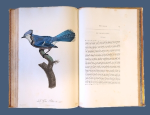 Los 372 - Levaillant, François - Histoire naturelle des oiseaux. Paris 1801-1818 - 27 - thumb