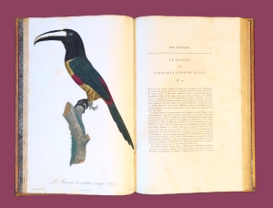 Los 372 - Levaillant, François - Histoire naturelle des oiseaux. Paris 1801-1818 - 28 - thumb
