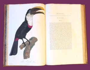 Los 372 - Levaillant, François - Histoire naturelle des oiseaux. Paris 1801-1818 - 29 - thumb