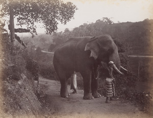 Los 4024 - Ceylon - Views of Ceylon - 1 - thumb