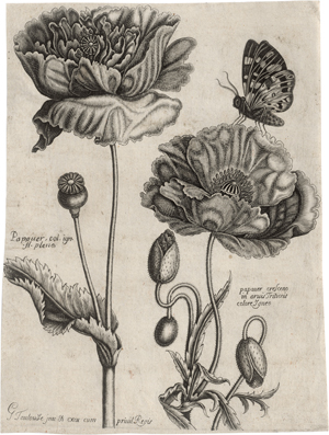 Lot 5702, Auction  126, Toulouze, Guillaume, 7 Blatt aus dem Livre de Fleurs, Feuilles et Oyzeaus