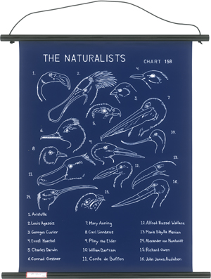 Lot 8087, Auction  126, Dion, Mark, The Naturalists