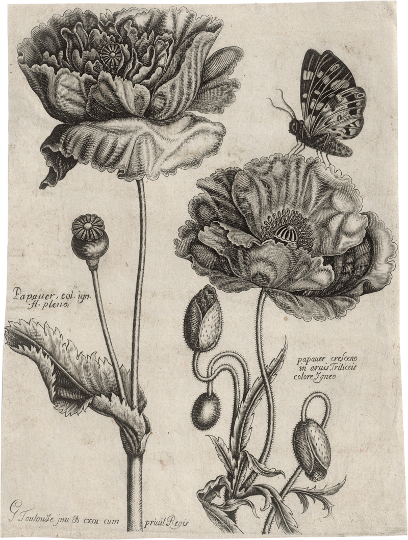 Lot 5702, Auction 126, Toulouze, Guillaume, 7 Blatt aus dem Livre de Fleurs, Feuilles et Oyzeaus