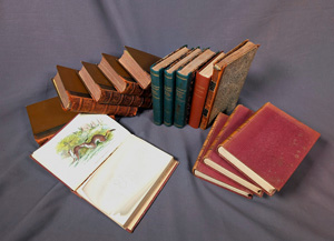 Los 355 - Kirby, William Forsell - A handbook to the order lepidoptera - 2 - thumb