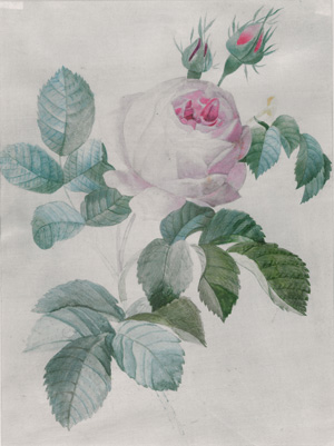 Lot 359, Auction  127, Rose und Iris, 2 farbige Aquarelle auf Pergament und Papier