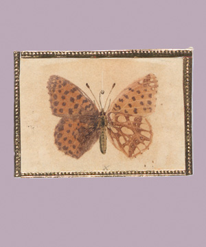 Los 362 - Spätbiedermeierliche Sammlung von ca. 135  aquarellierten Naturselbstdrucken - von verschiedenen Schmetterlingen und Motten - 1 - thumb