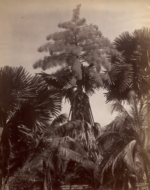 Los 4041 - Ceylon - Botanical studies - 0 - thumb