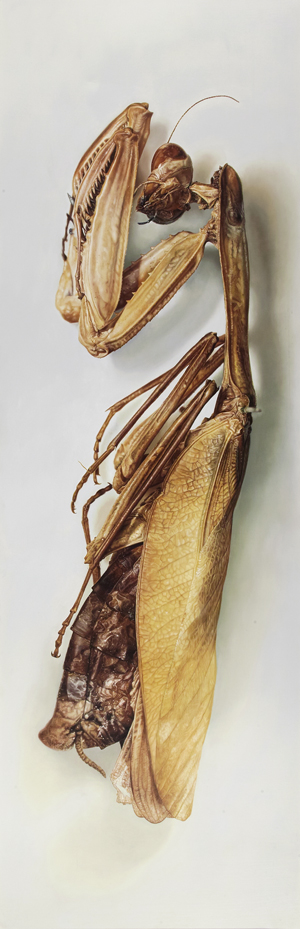 Los 6390 - Fairnington, Mark - Specimen 1 (Gottesanbeterin). - 0 - thumb