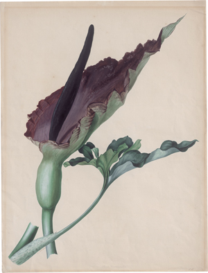 Los 6466 - Blaschek, Franz - Studienblatt mit der Gemeinen Drachenwurz - 0 - thumb