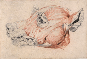 Lot 6574, Auction  127, Französisch, 18. Jh. Écorché eines Hundekopfes